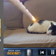 Illustration for article titled Action Movie FX: I Just Blew Up My Cat